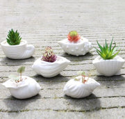 6 Pieces set Mini Shell Shaped Ceramic Planters Frugal Finds Galore