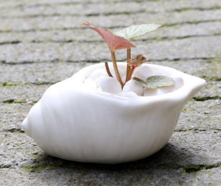 6 Pieces set Mini Shell Shaped Ceramic Planters Frugal Finds Galore