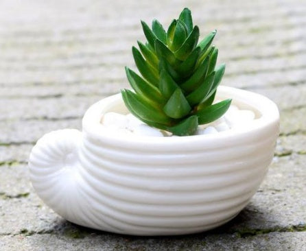 6 Pieces set Mini Shell Shaped Ceramic Planters Frugal Finds Galore