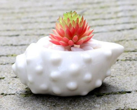 6 Pieces set Mini Shell Shaped Ceramic Planters Frugal Finds Galore