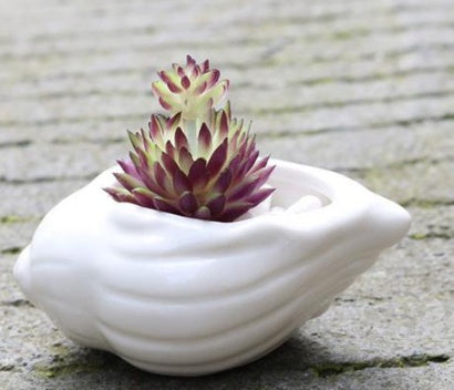 6 Pieces set Mini Shell Shaped Ceramic Planters Frugal Finds Galore