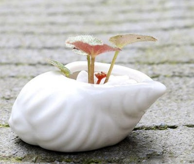 6 Pieces set Mini Shell Shaped Ceramic Planters Frugal Finds Galore