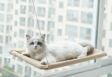 Pet Window Hammock Frugal Finds Galore